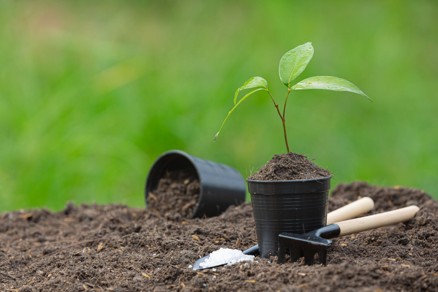 IFFCO Fertilizer Dealership: A Complete Guide to Starting Your Fertilizer Business in India